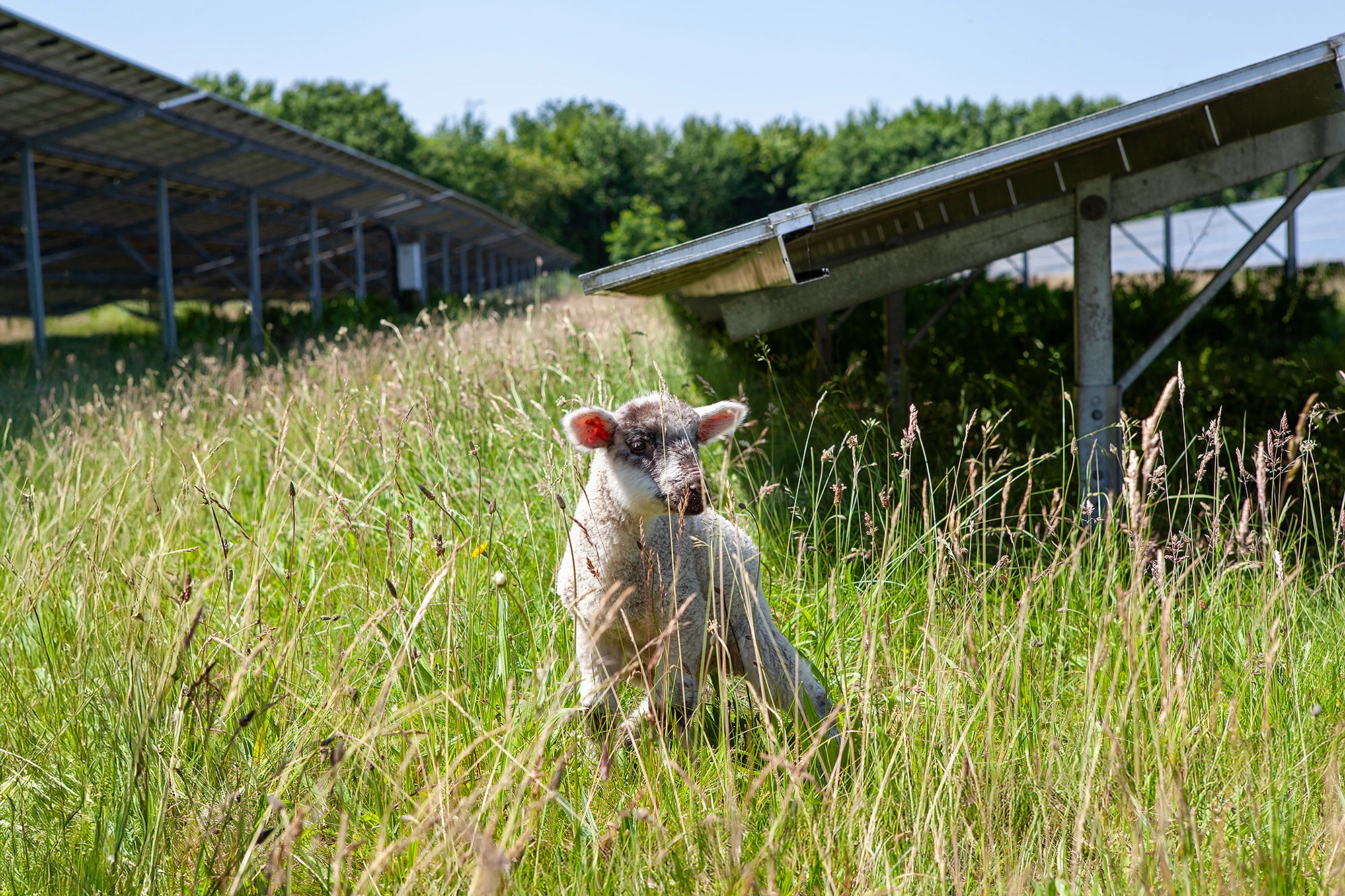 Solar-Lamm