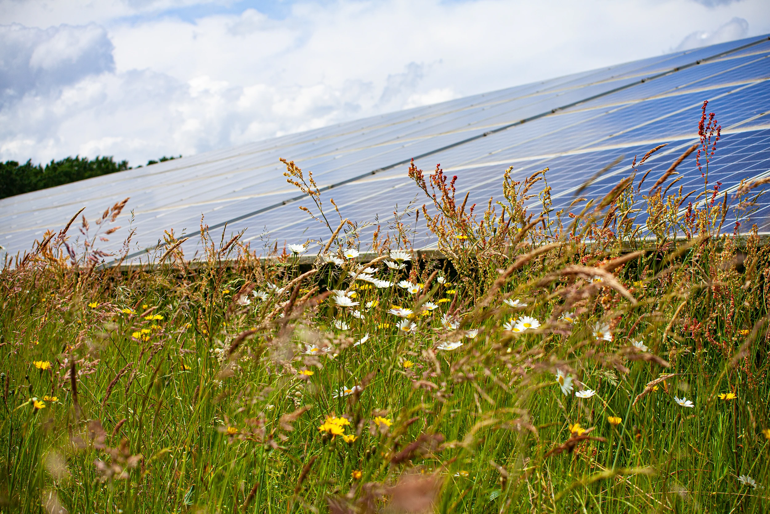 wm-solar-blumen-header